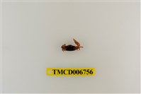 藏品(北方丑招潮蟹)的圖片